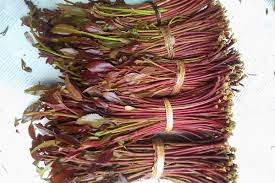 Miraa / Khat — Culture & Consequences